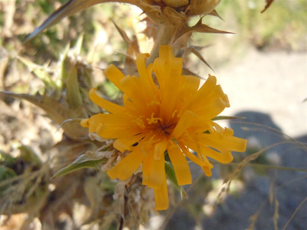Scolymus hispanicus